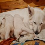 Aura & ihre Babys