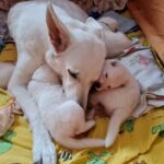 Senta beim Babysitting