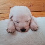 Ankuscheln