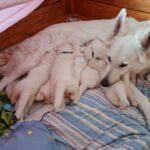 Säugen und dabei Kuscheln