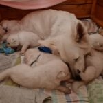 Babys putzen